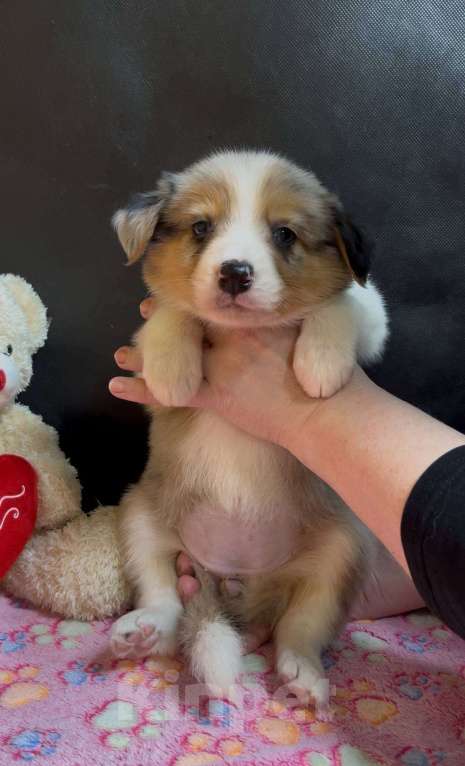 Собаки в других городах Московской области: Бордер колли мраморные малыши Девочка, 90 000 руб. - фото 8