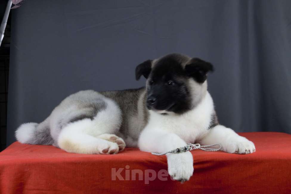 Собаки в других городах Ленинградской области: Щенок Американской акиты, для семьи и выставок. Мальчик, 80 000 руб. - фото 4