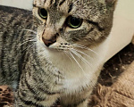 Кошки в Одинцово: Найден котенок подросток Мальчик, 1 руб. - фото 2
