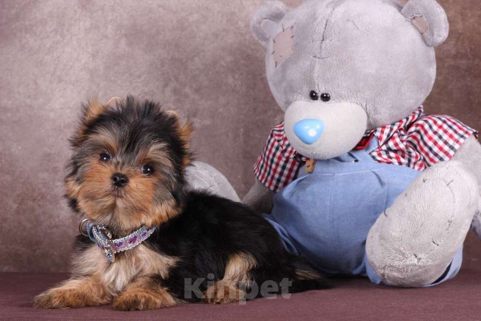 Собаки в Москве: Йоркширский  красавчик Ювентус Мальчик, 45 000 руб. - фото 3