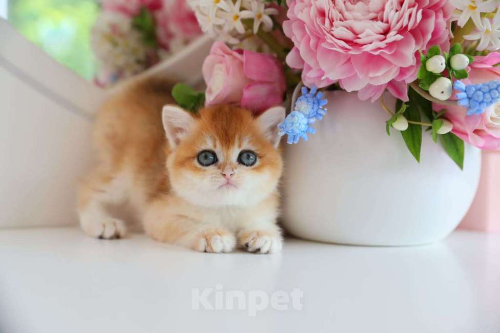 Кошки в Новосибирске: Pepita ny12 Девочка, 150 000 руб. - фото 1
