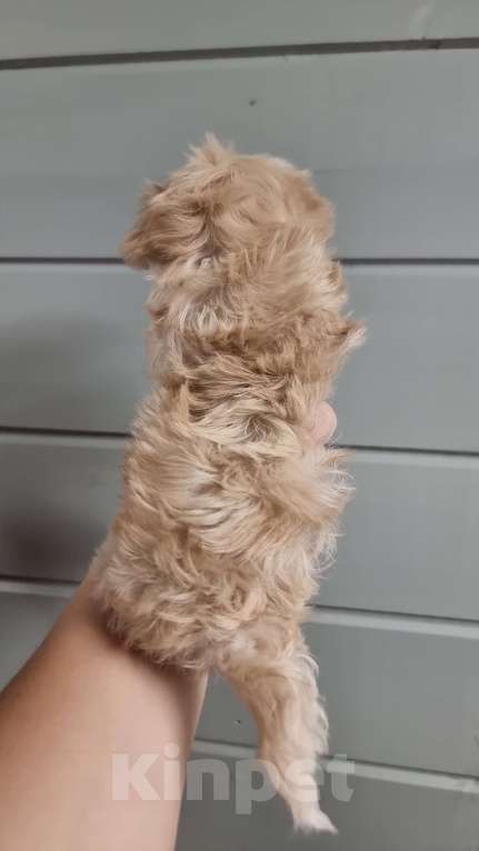 Собаки в Коломне: Мини девочка мальтипу F1  Девочка, 120 000 руб. - фото 2