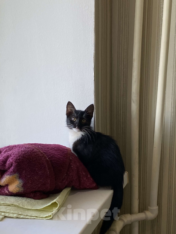 Кошки в Хабаровске: Кошечка Феня Девочка, Бесплатно - фото 2