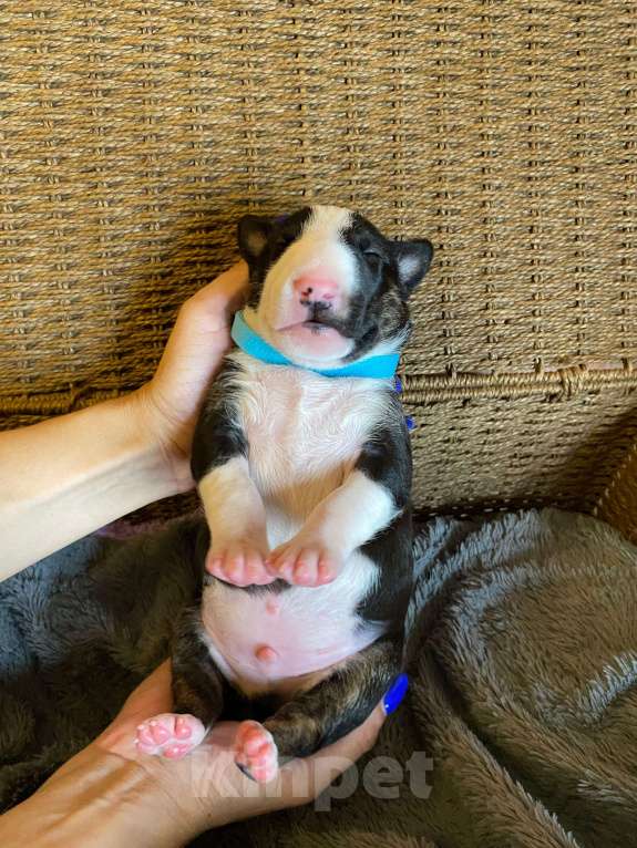 Собаки в Москве: Очень перспективные щенки стандартного бультерьера от здоровой и красивой пары чемпионов Мальчик, 90 000 руб. - фото 10