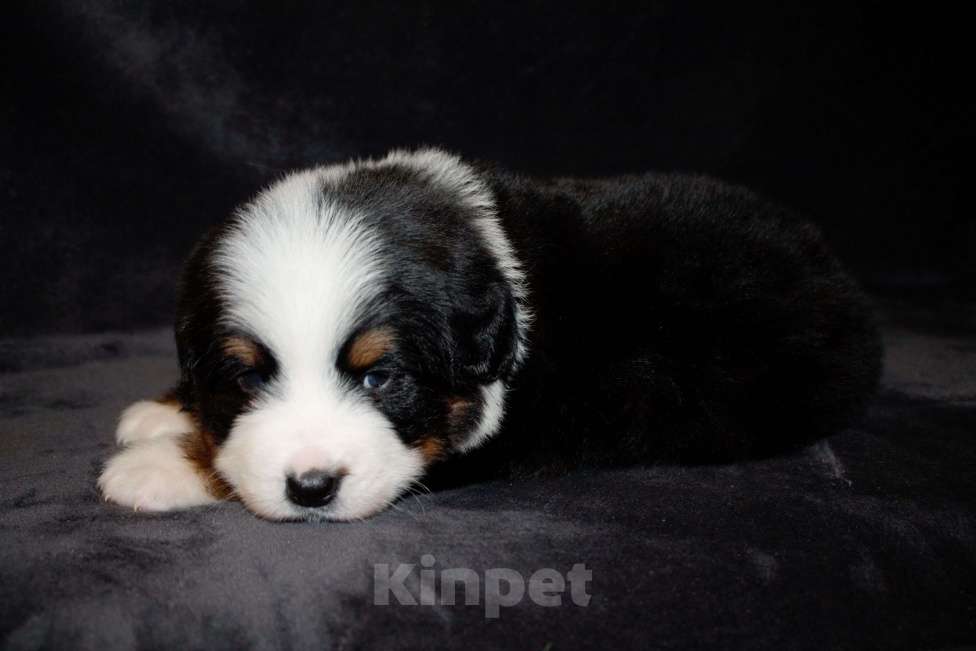 Собаки в других городах Московской области: Бернский зенненхунд Девочка, 70 000 руб. - фото 6