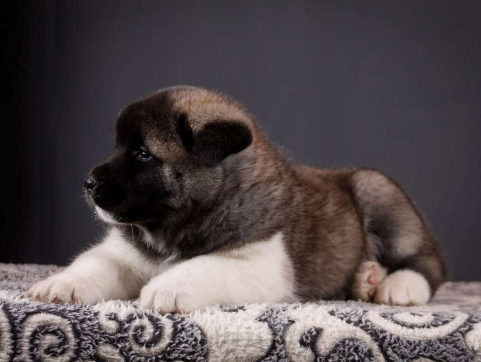 Собаки в других городах Ленинградской области: Щенки Американской акиты, для семьи и выставок. Мальчик, 100 000 руб. - фото 2