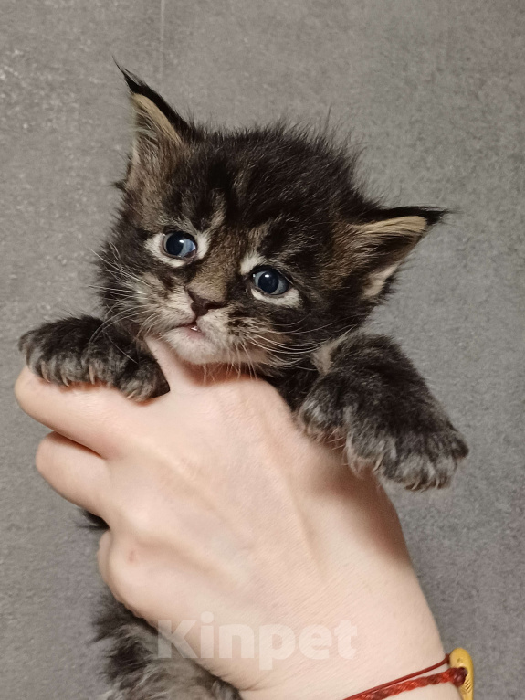 Кошки в Йошкаре-Оле: Шикарные котята Мейн-Кун Мальчик, 10 000 руб. - фото 3