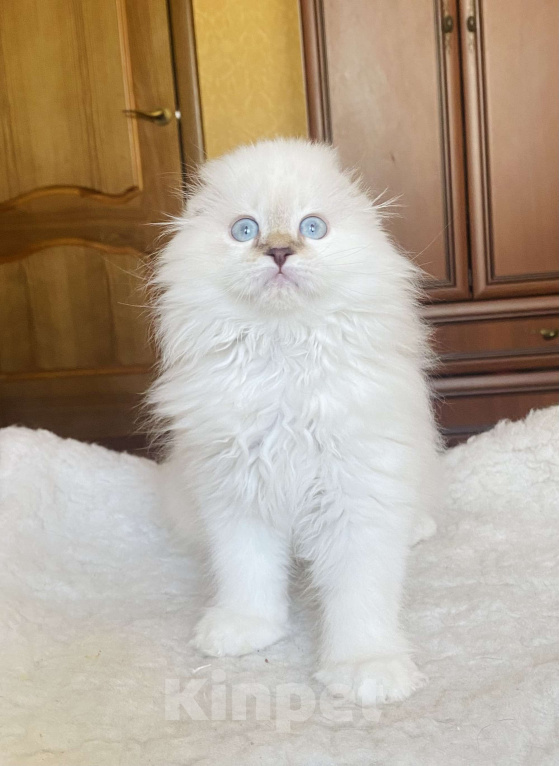 Кошки в Нижнем Новгороде: Голубые глаза  Мальчик, 20 000 руб. - фото 3