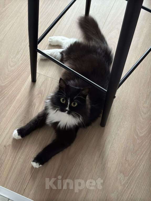 Кошки в Москве: Шикарная черно-белая пушистая кошка Наоми в дар Девочка, 1 руб. - фото 3