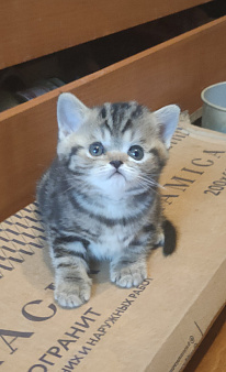 Шотландские котята