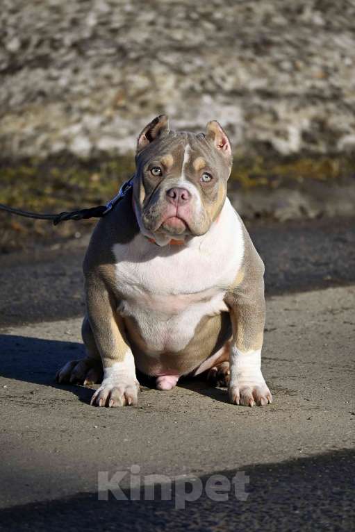 Собаки в Москве: Американский булли подрощеный щенок Мальчик, 100 000 руб. - фото 2