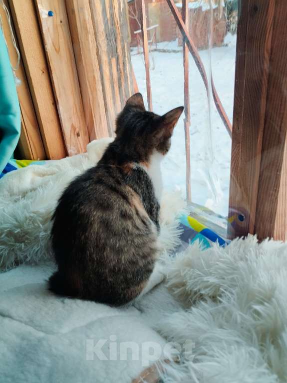 Кошки в Санкт-Петербурге: Беатрис котенок девочка Девочка, 500 руб. - фото 8