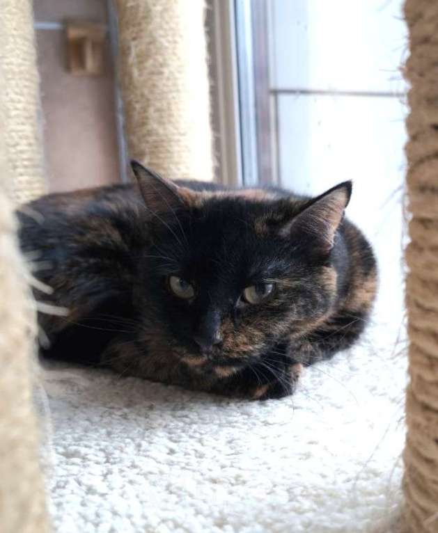 Кошки в Москве: Котодомные дни - безнадёжны? Девочка, Бесплатно - фото 2