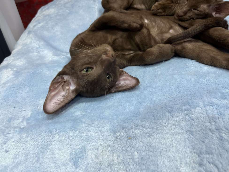 Кошки в Кировске (Мурманская область): Замурчательная девочка🤎 Девочка, 50 000 руб. - фото 2