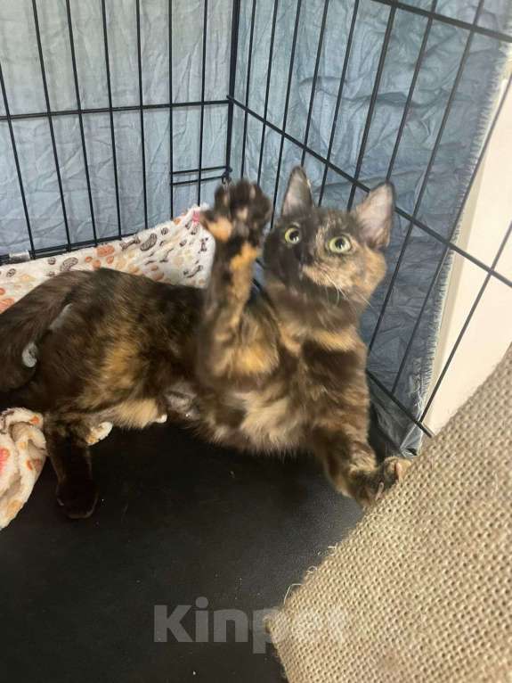 Кошки в Москве: Котенок срочно ищет дом Девочка, Бесплатно - фото 2