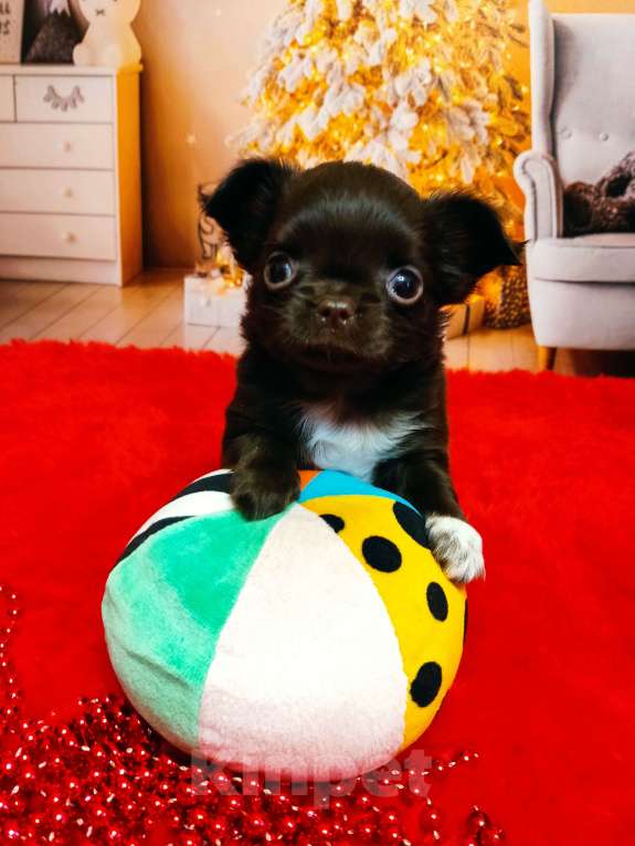 Собаки в Санкт-Петербурге: Шоколадный красавец  Мальчик, 70 000 руб. - фото 3