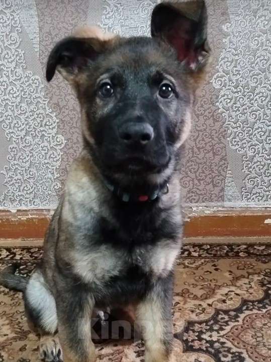 Собаки в Армавире: Щенок немецкой овчарки рабочего разведения  Мальчик, 25 000 руб. - фото 3