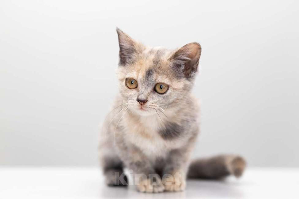 Кошки в Москве: Морковка Девочка, Бесплатно - фото 2