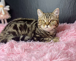 Кошки в Сургуте: Британские котята  Мальчик, 25 000 руб. - фото 8