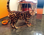 Кошки в Новом Уренгое: Элитные бенгальские котята, 65 000 руб. - фото 4