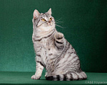 Кошки в Воронеже: Шотландский котик продается, 1 руб. - фото 2