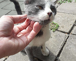 Кошки в Арзамасе: Котики, Бесплатно - фото 4