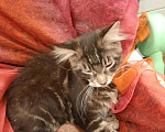 Кошки в Ливны: Котята мейн кун, 10 000 руб. - фото 2