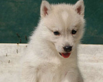 Собаки в Истре: девочка хаски Девочка, 45 000 руб. - фото 2