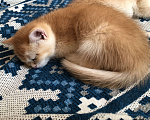 Кошки в Люберцах: Котята  британская шиншилла Девочка, 10 000 руб. - фото 6