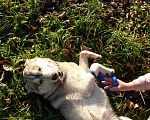 Собаки в Бронницах: Хаски ищет хозяина Девочка, Бесплатно - фото 5