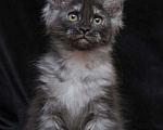 Кошки в Электростали: Котята мейн кун 2.5 мес Мальчик, 45 000 руб. - фото 1