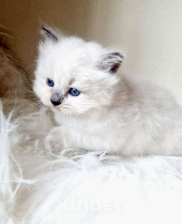 Кошки в Москве: Рэгдолл кошечка Девочка, 80 000 руб. - фото 3