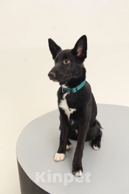 Собаки в Костроме: Грей в поиске дома  Мальчик, Бесплатно - фото 5