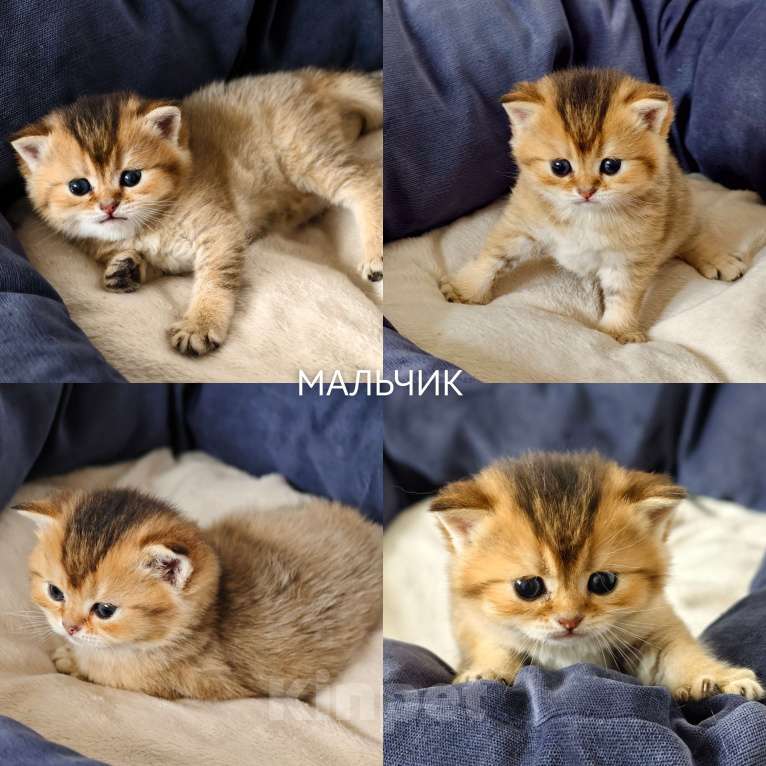 Кошки в других городах Ростовской области: Котята Шотландские золотые шиншиллы Разнополые, 20 000 руб. - фото 5