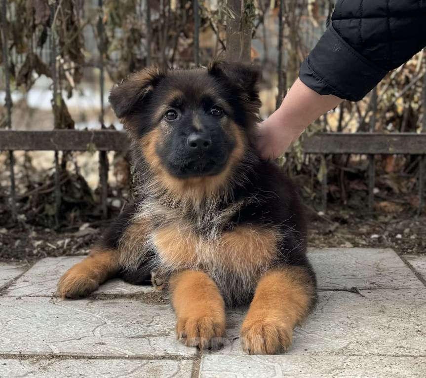 Собаки в Богдане: Щенки немецкой овчарки Мальчик, 50 000 руб. - фото 3