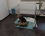 Собаки в Химках: Вислоухая девочка. Девочка, Бесплатно - фото 1