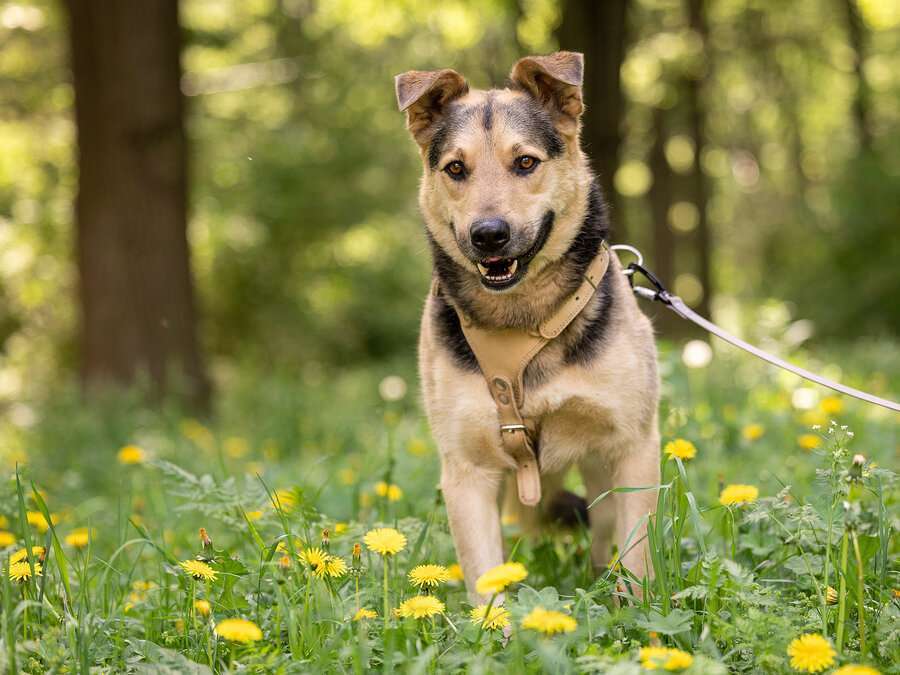 Собаки в Москве: Барри ищет своего человека! Мальчик, Бесплатно - фото 6