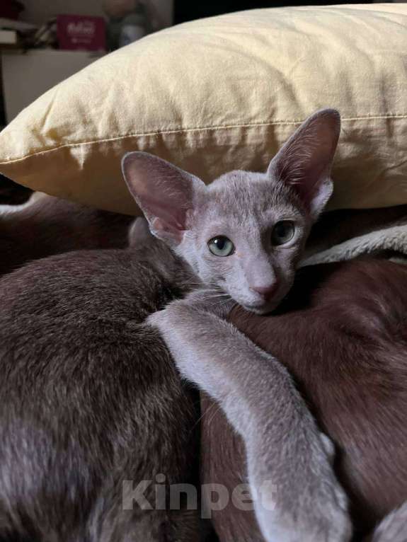 Кошки в Москве: Ориентальный котенок Девочка, 65 000 руб. - фото 1