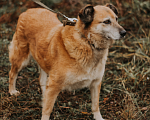 Собаки в Москве: Ульяна Девочка, Бесплатно - фото 2