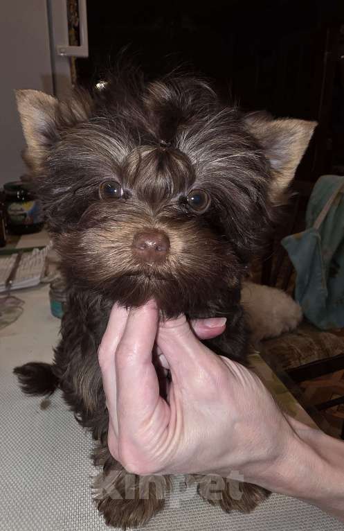 Собаки в других городах Московской области: Кевин Мальчик, 45 000 руб. - фото 1