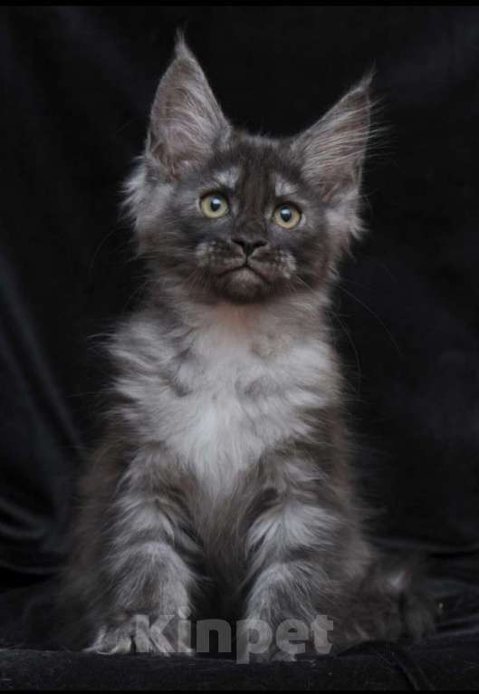 Кошки в Электростали: Котята мейн кун 2.5 мес Мальчик, 45 000 руб. - фото 1