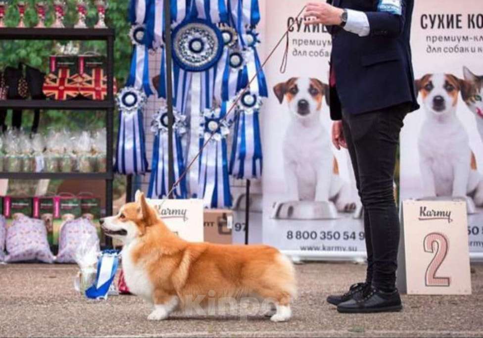 Собаки в Новосибирске: Великолепный щенок  вельш корги пемброк  Мальчик, Бесплатно - фото 3