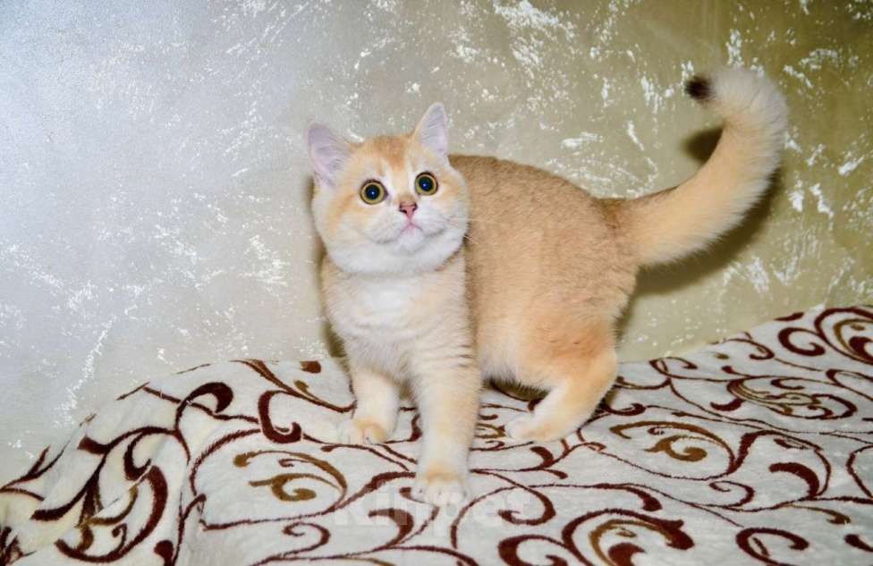 Кошки в Москве: Золотая шиншилла девочка шотландская прямоухая Девочка, 25 000 руб. - фото 1