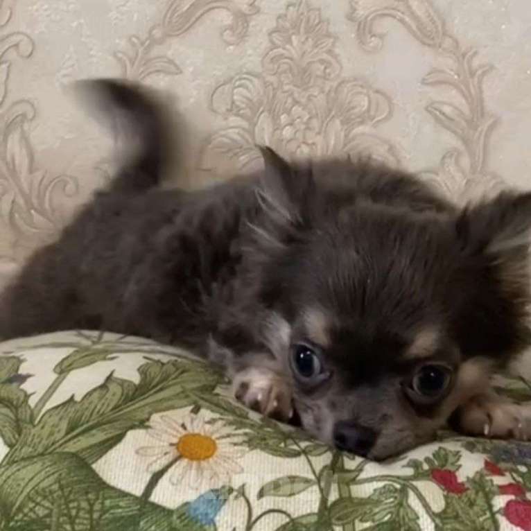 Собаки в Москве: Чихуахуа мальчик щенок Мальчик, 35 000 руб. - фото 3