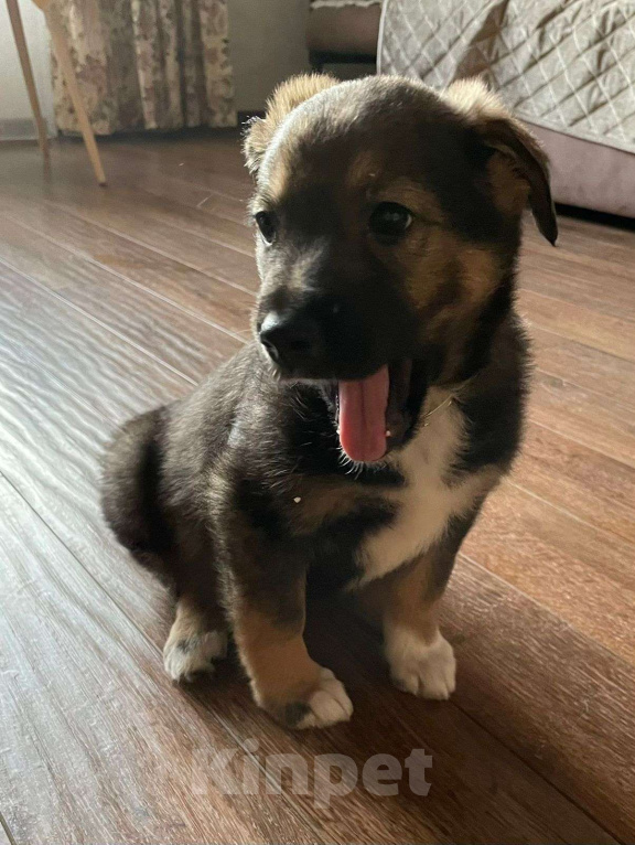 Собаки в Новосибирске: Щенок девочка в поисках дома Девочка, Бесплатно - фото 4