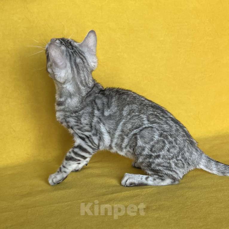 Кошки в Москве: Бенгальские серебряные котята  Девочка, Бесплатно - фото 5