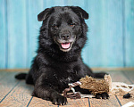 Собаки в Москве: Джус метис немецкого шпица Мальчик, 1 руб. - фото 4