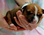 Собаки в Москве: Яркий малыш амстаффа  Мальчик, 80 000 руб. - фото 2