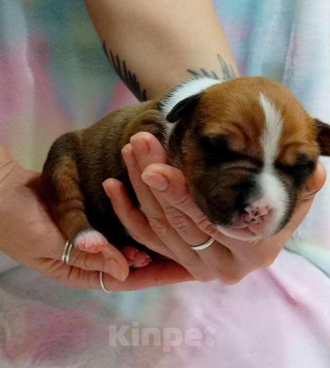 Собаки в Москве: Яркий малыш амстаффа  Мальчик, 80 000 руб. - фото 2