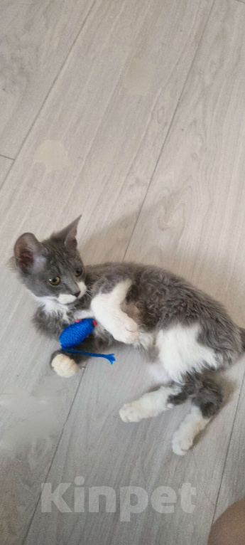 Кошки в Екатеринбурге: Котёнок донской сфинкс  Мальчик, Бесплатно - фото 1